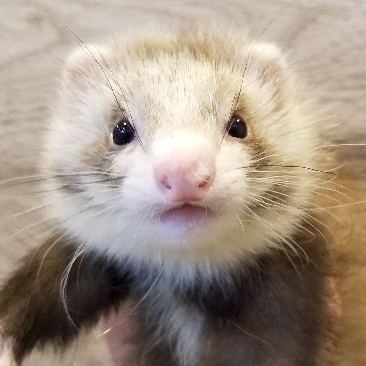 【フェレット専門店】フェレットワールド中野店 tweet media