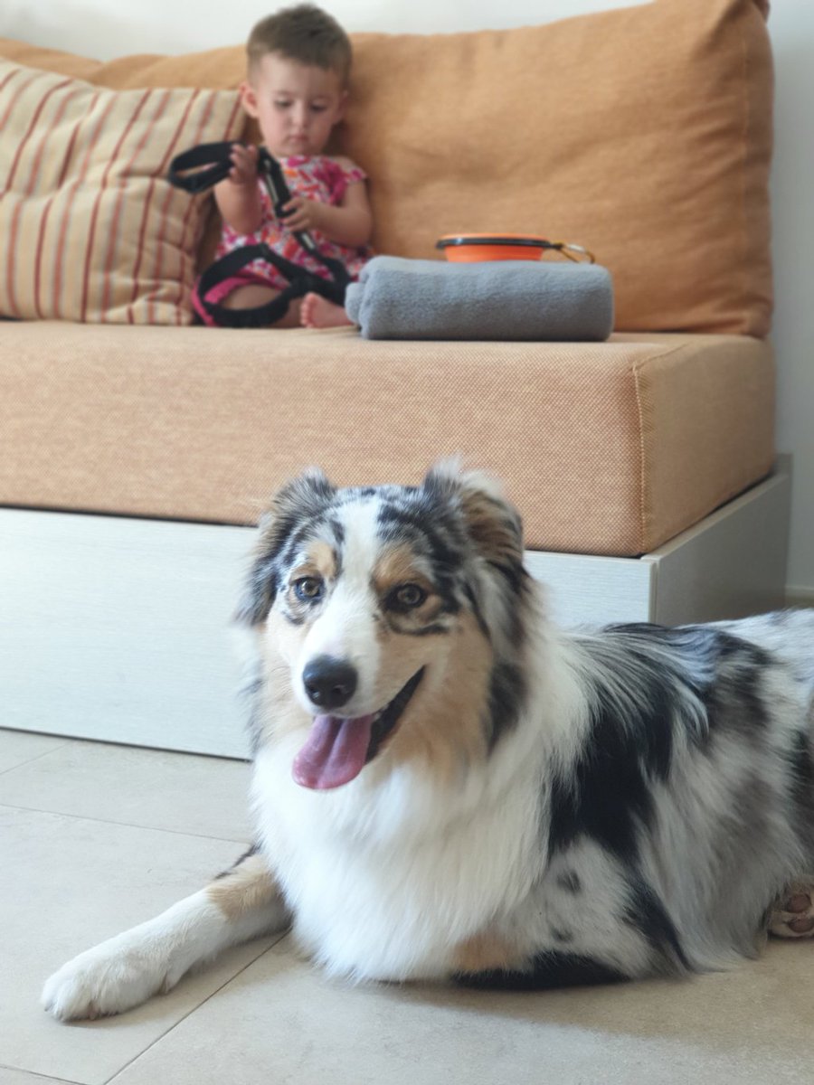 runwithurdog1's tweet photo. L’Andalousie, un endroit dog friendly https://t.co/aR80pwFHR7 https://t.co/JufO7Z0mmH