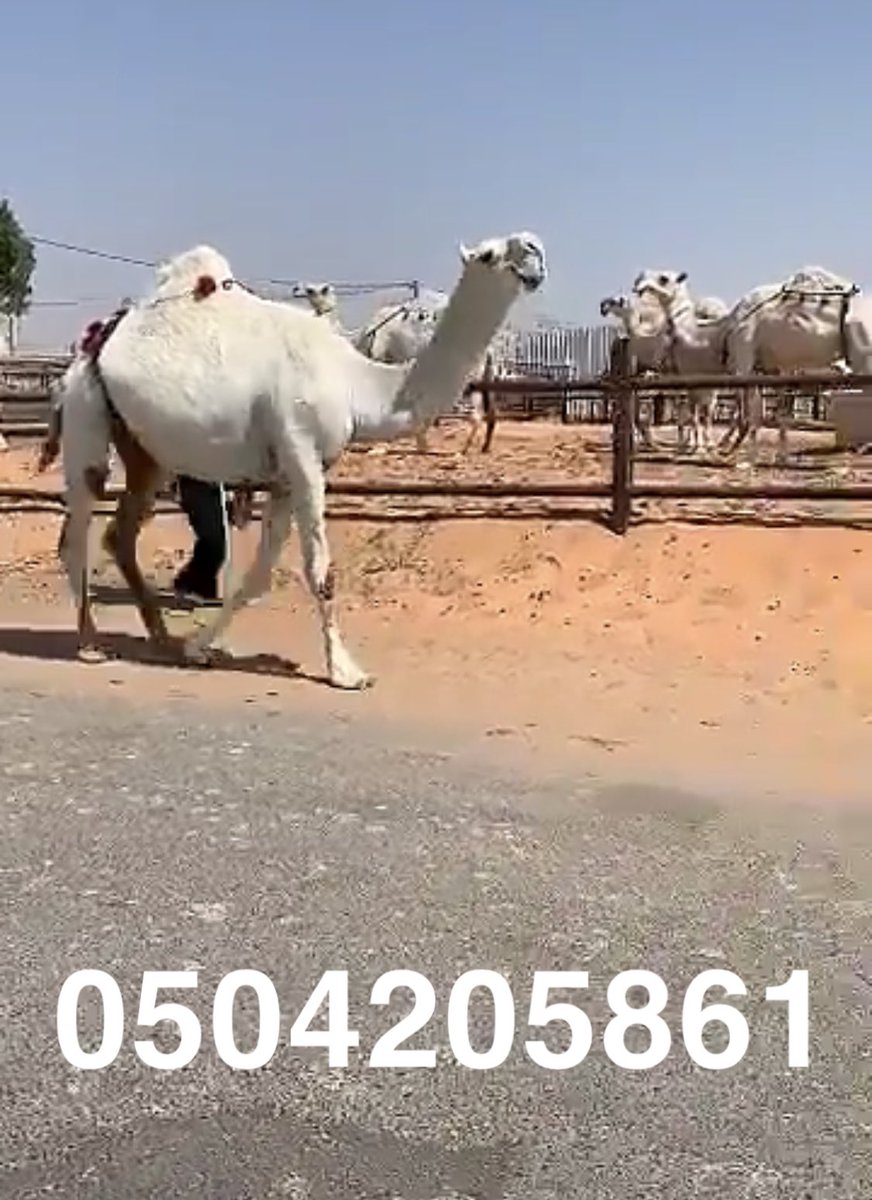 نعرض سلعتك tweet media