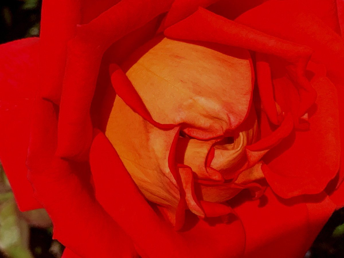 We're loving the intense colors this season! 
This one is Klerksdorp Horizon :) 
Join us for our 48th rose festival 4- 6 Oct 2019 @Ludwigsrosefarm 

Tickets at ludwigsroses.co.za  😍🌹🎟

#thelanguageofcolour #rosefestival #ludwigsroses #colour