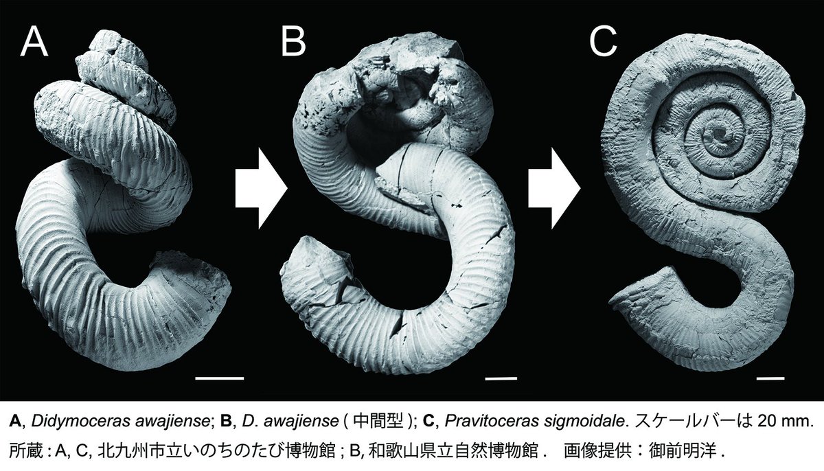 日本古生物学会(公式) on X: 日本古生物学会(公式) on X: