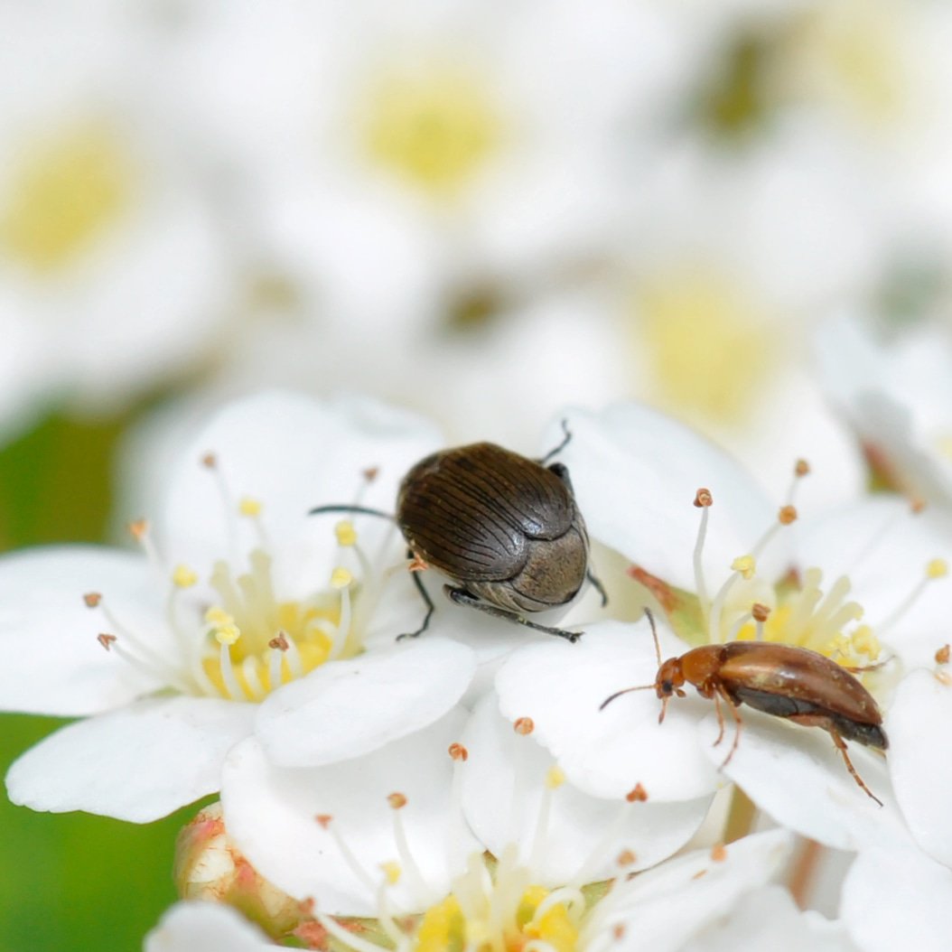 juco_photo's tweet photo. Bugs on a journey. Aube, France.
.
#picoftheday #photooftheday #bugslife #bugs #insects #insects_macro #insect #insectphotography #macro_love #macro #macros #macromania #macrophoto #macrophotography #earth #earthpix #nature #naturelover #naturephotography #naturelovers #beautiful https://t.co/WZuUK9NYoc