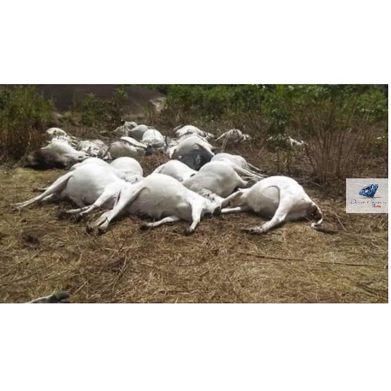 TopMobileSoln's tweet photo. Thunder Kills 36 Cows On Ondo Sacred Mountain https://t.co/zd6Rlsj4fZ https://t.co/NgxTCnKwiw