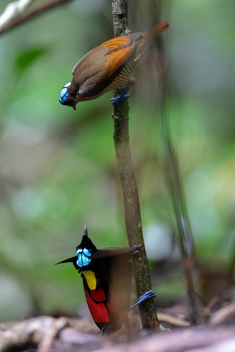 Wilson Bird of Paradise