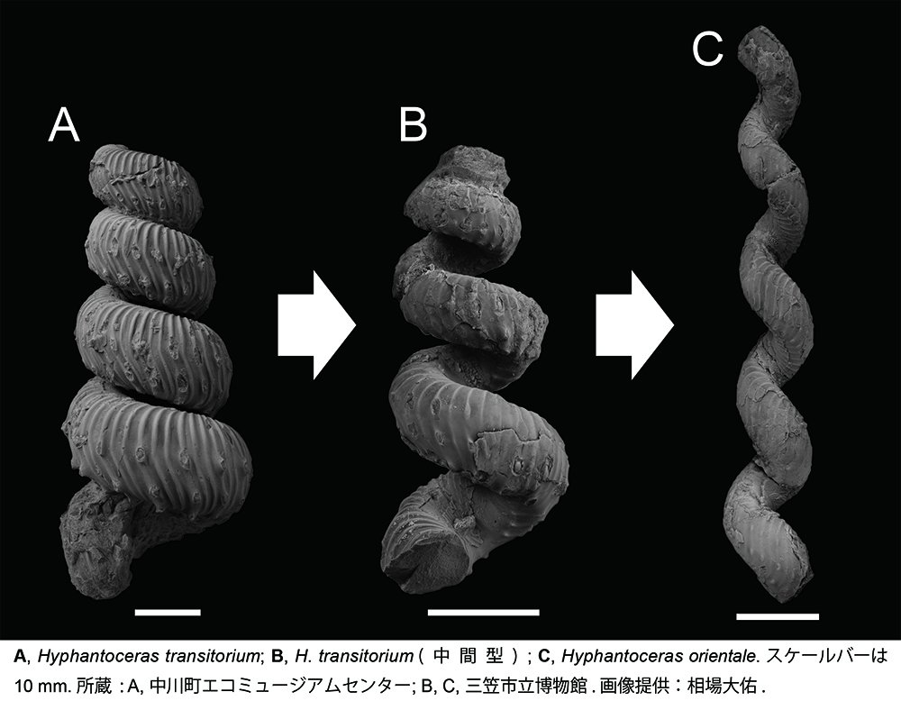 日本古生物学会(公式) on X: 日本古生物学会(公式) on X: