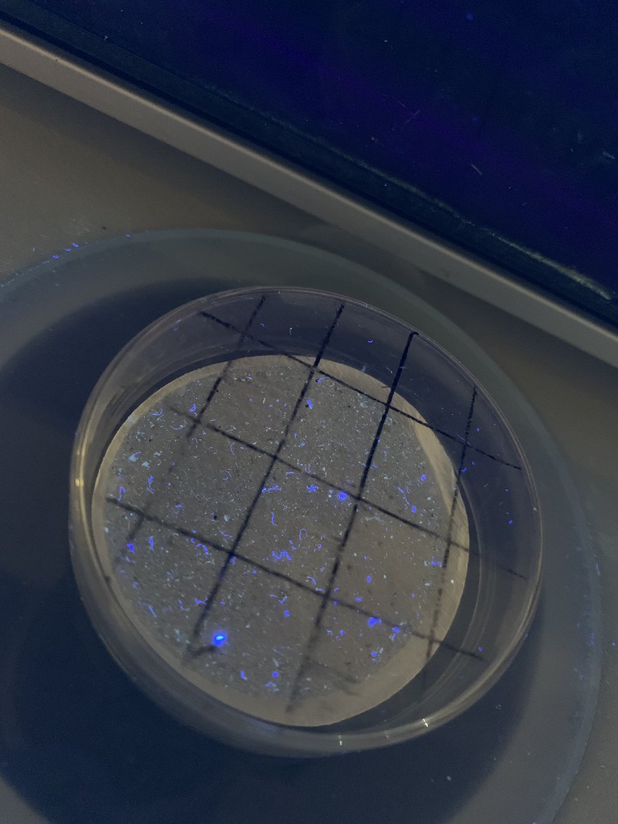 Lorin Lambert tweet media