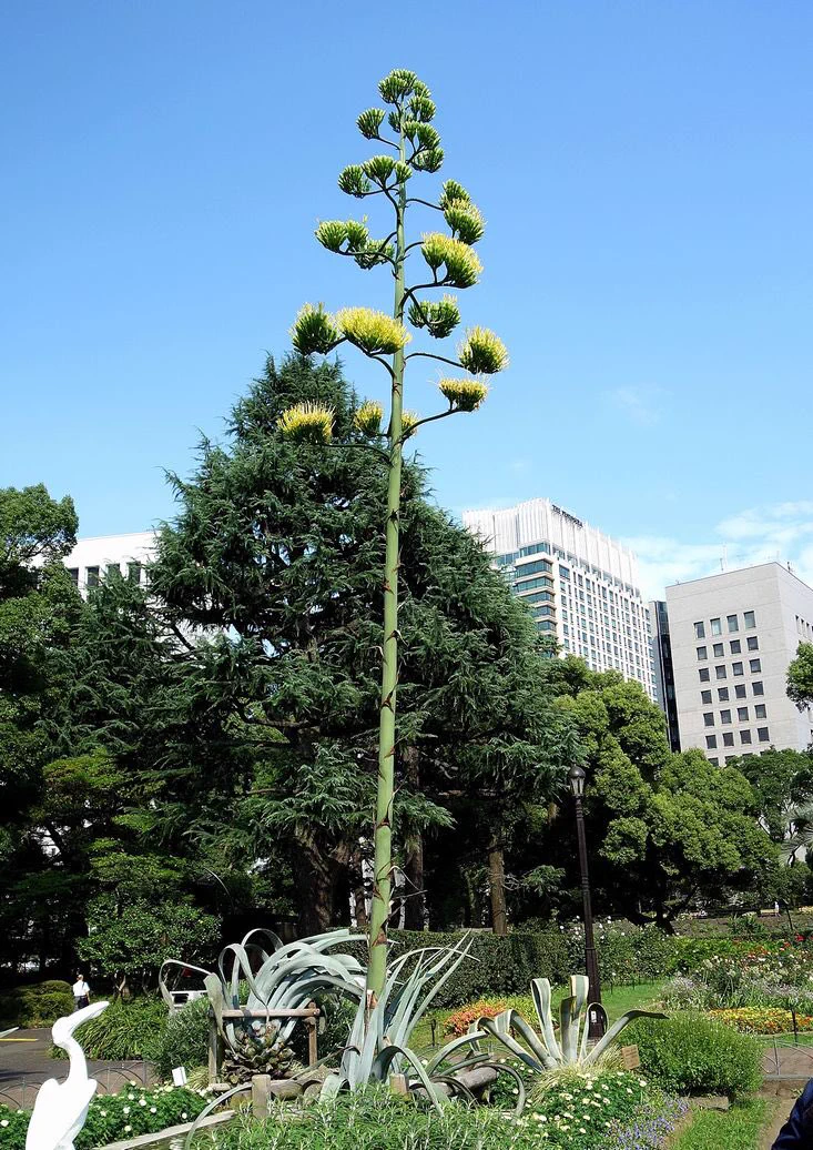 日比谷公園を散歩していた結果？五十年に一度しか咲かない花に出会った！