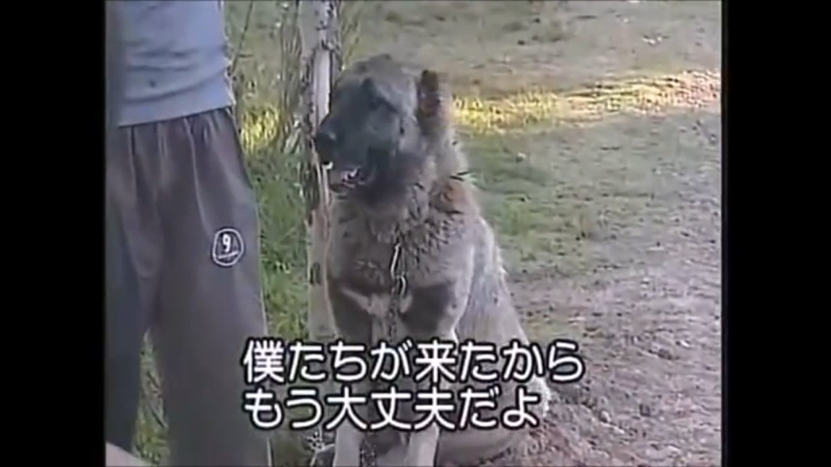 S Yoko カンガル犬にトゲトゲの首輪が着けられているのは 狼に喉元を噛まれないようにするためらしい かっこいい T Co Jicvninfh3