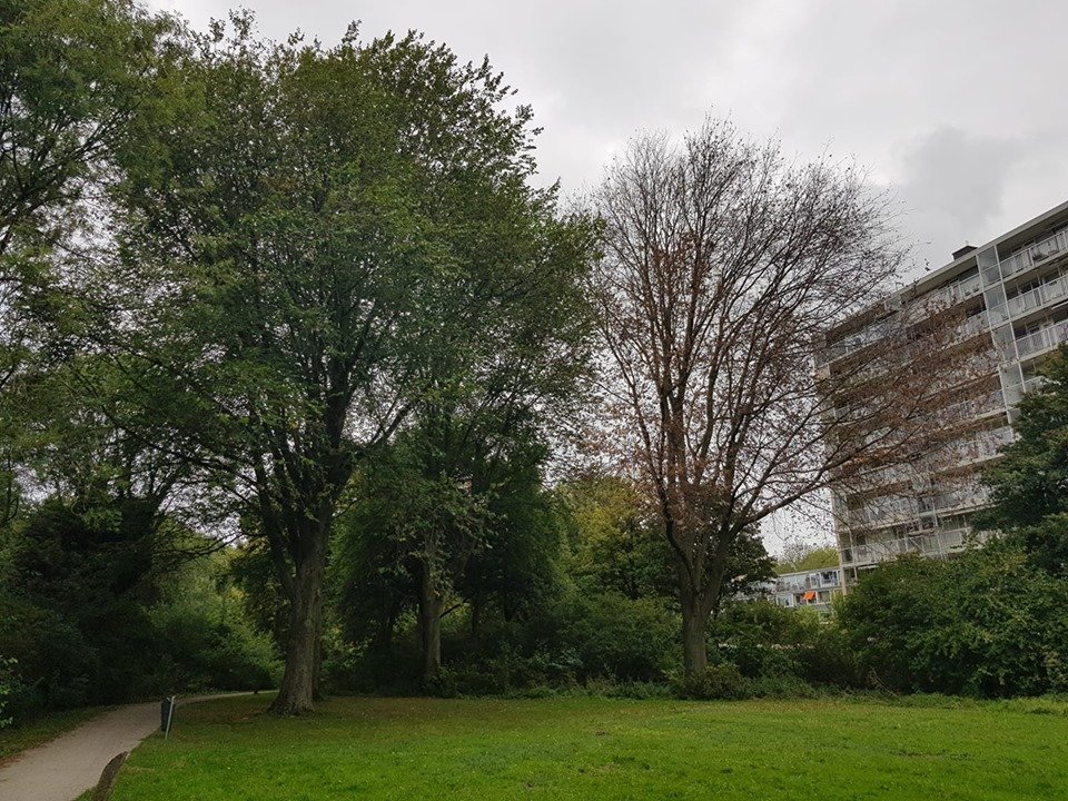 Bij mij in het park staat al weken een zieke iep. Deze dode boom is bekend bij de gemeente. Door nalatigheid van deze gemeente zullen door wortelcontact de twee 50 jarige iepen ernaast ook aangetast worden.