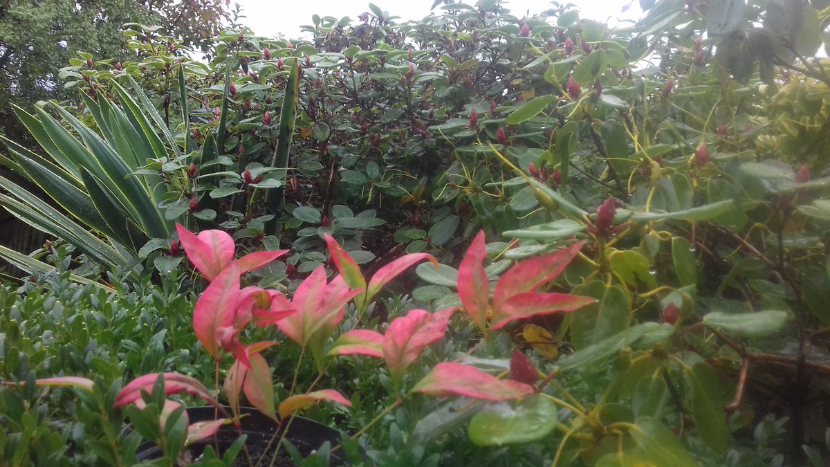 Warmseas100's tweet photo. @JacksonRye Beautiful cheering reds on a dull rainy autumn, brings warmth to your heart as much as a hearty meal @JacksonRye https://t.co/yge3jLeO1A