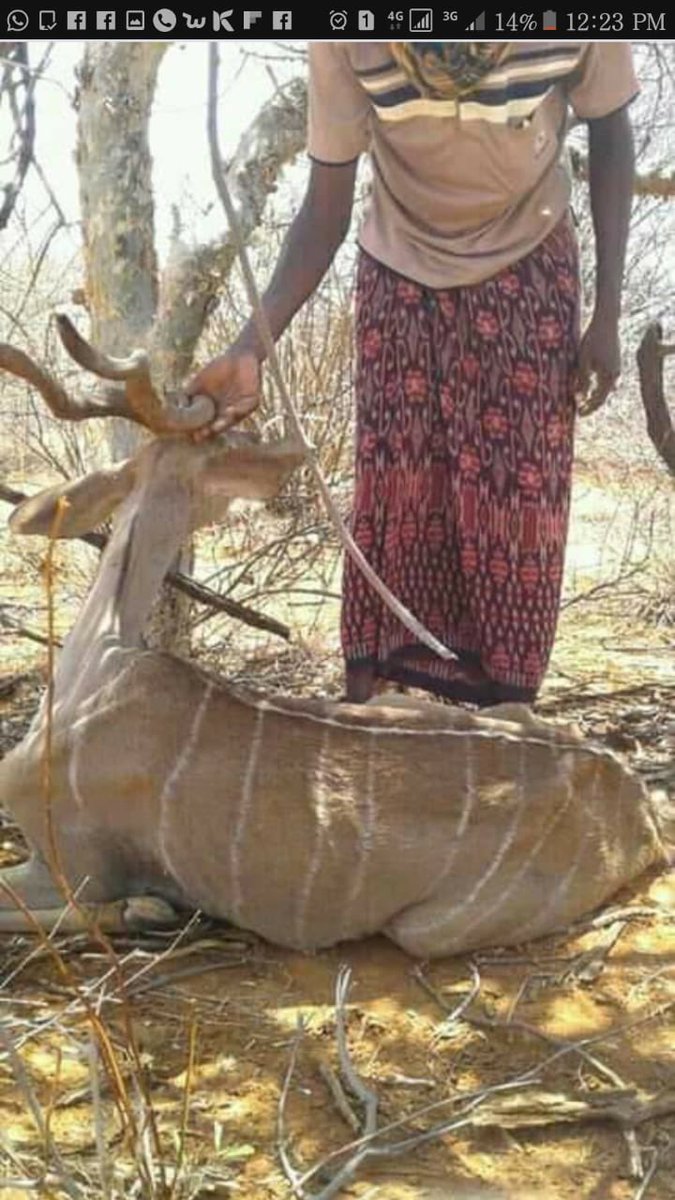 Ali_Manzu's tweet photo. Effects of drought have pushed wild animals in Mandera West to near homesteads so they can share food with humans. Not only Baboons and warthogs that are most affected but antelopes too. Pic courtesy of Mandera County comms. Cc @kwskenya https://t.co/CAfqMXITj1