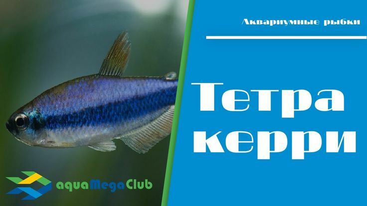 aquaMegaClub's tweet photo. #акваМегаКлуб https://t.co/CN7GWMBgqe https://t.co/sNPvA2pATX
