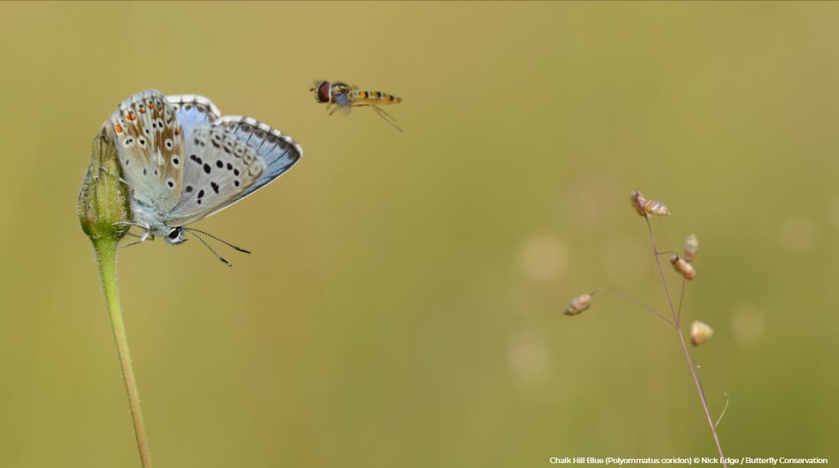 savebutterflies's tweet photo. Butterfly Conservation, @WildLondon and @NHM_London are working together with volunteers and local communities in Croydon as part of a cutting-edge habitat restoration project.

Creating ‘Living Landscapes’ so butterflies, flowers and wildlife can thrive. https://t.co/XVKOer5Oyl https://t.co/BYXzE3tDZU