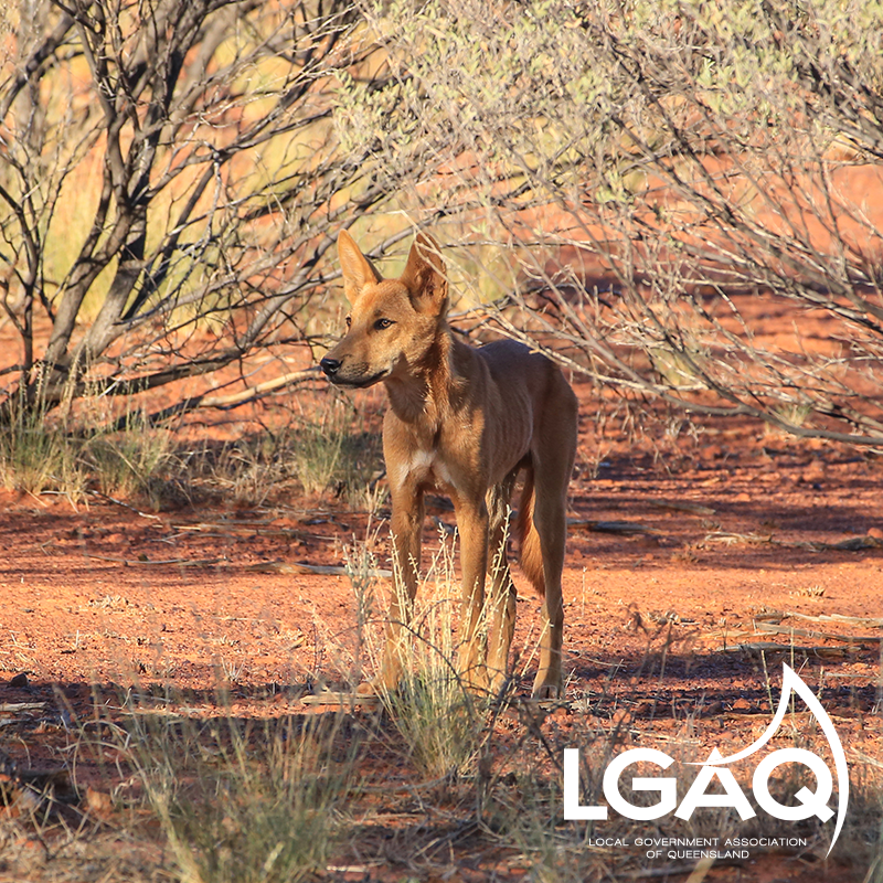 LGAQ's tweet photo. Our latest podcast is out. Hear what @LGAQ_NRM and @CraigMagnussen have to say about The Invasive Pests Control Scheme in @SouthernDowns. Listen now. https://t.co/T0Q40KaMK2 https://t.co/skSt0RiopX