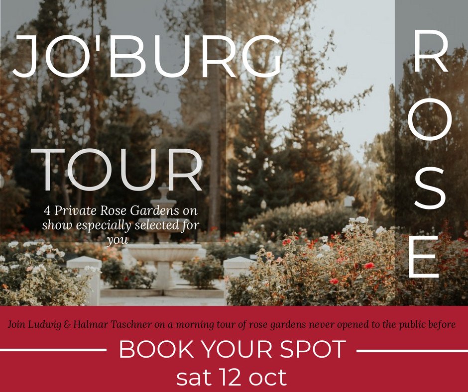 4 private rose gardens, rose friends and expert tour guides! Join us for a morning of roses (and some other plants :) 

Quickly get yours :) ludwigsroses.co.za/product/johann… - 

#johannesburg #rosegardens #rosetour #opengardens