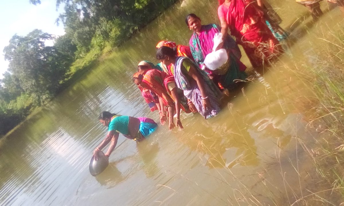 OdishaFisheries's tweet photo. Fingerling stocking in GP tank of #Samaleswari #WSHG, #Jautukapada, #Kendeijuri GP of #Tileibani block in #Deogarh District on 23.09.2019 https://t.co/AX6Yyxjlc7