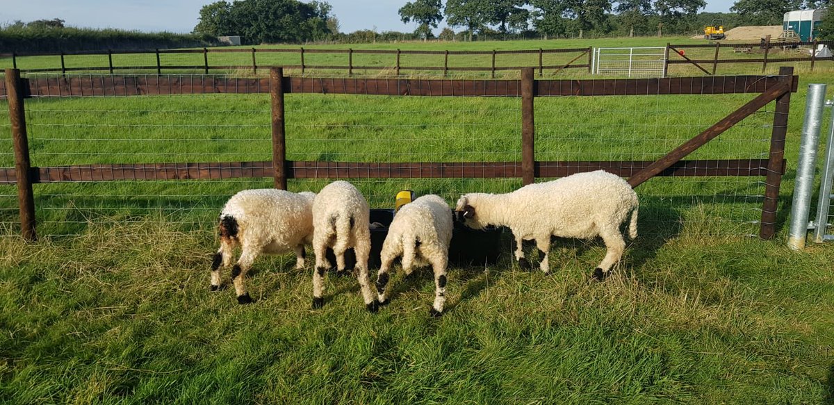 Lucy was last month’s winner of our photo competition and her girls are clearly very happy with their prize! Enter this month’s competition for your chance to win a 250l Thoroughbred Wheelbarrow. Good Luck! mcveighparker.com/photo-competit…
#competition #photography #agriculture #farming