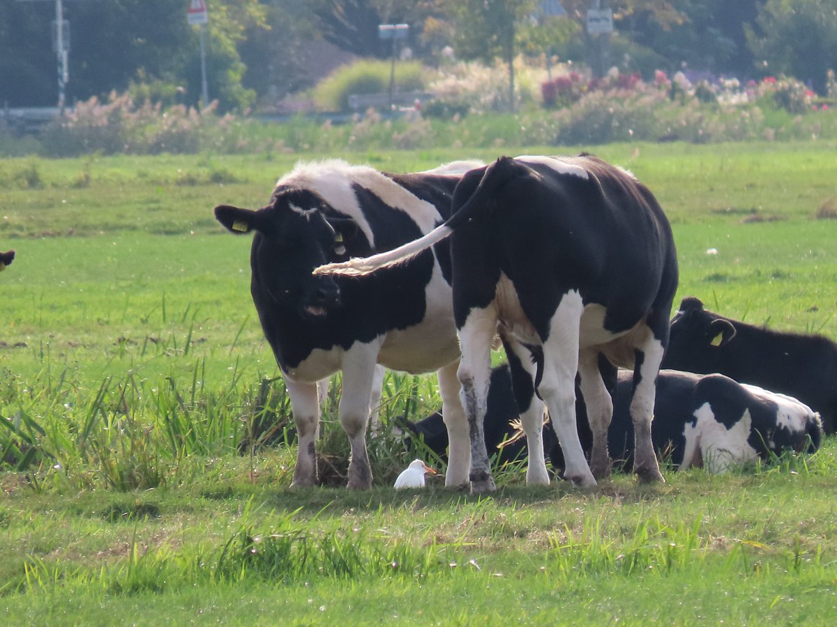 Er zijn weer vrij zeldzame koereigers te zien in #ZaanseRietveld. Verrekijker mee en je weet waar je ze moet zoeken 😀 #groenehart #natuurdichtbij