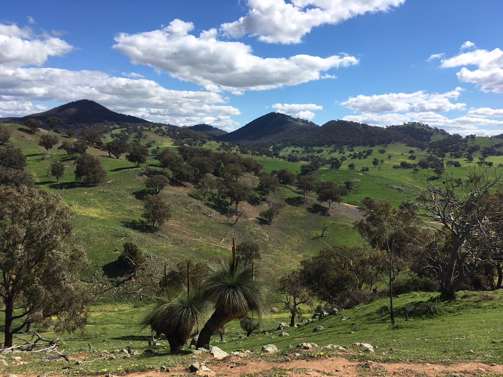 Good day of herping on #NanangroeStudy today. 13 species, belting views and great weather 👌