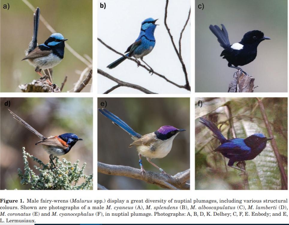 MonashBiol's tweet image. How do #fairywrens get their colour? @colourfulmarie @mdshawkey @AP_BirdBehavEco and colleagues found a range of feather microstructures all contribute watermark.silverchair.com/blz114.pdf?tok… #MonashEvolution