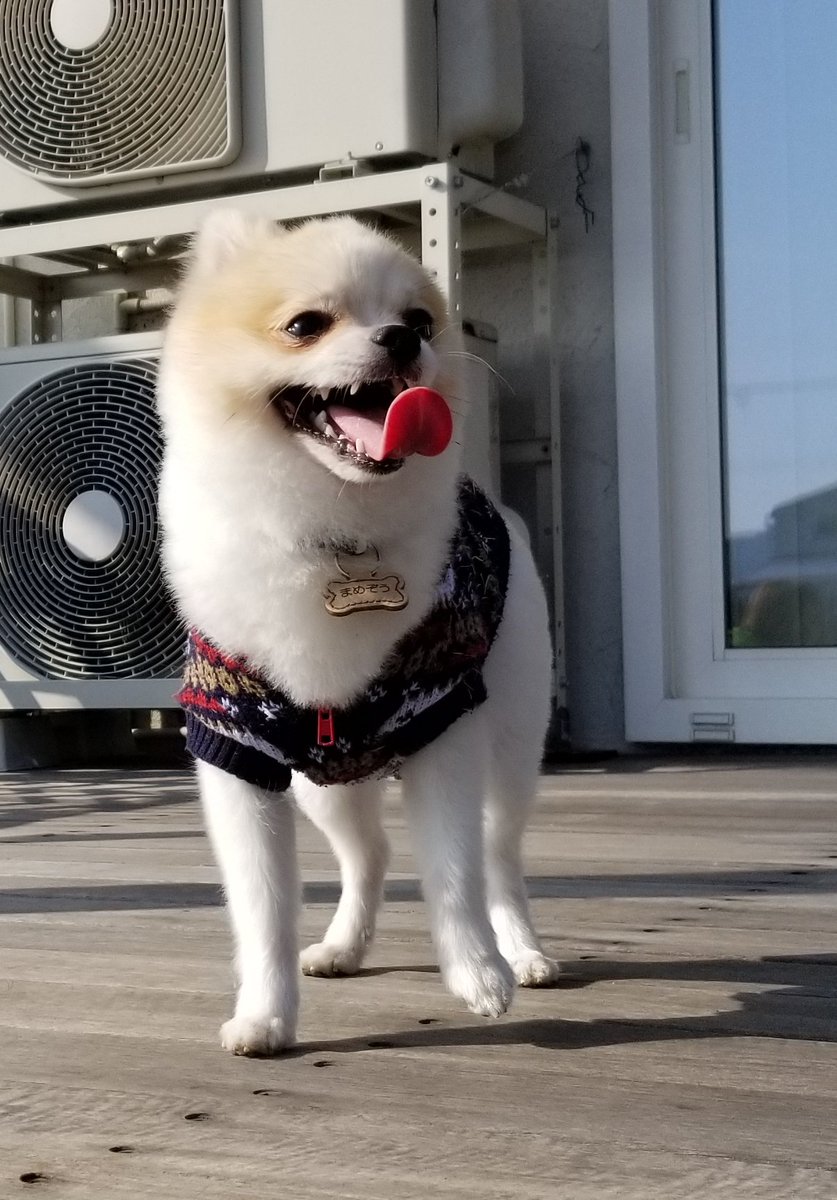 まめぞう 犬