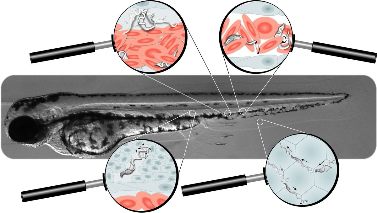 MariaFWUR's tweet photo. Our @eLife paper is out! Have you even seen how a trypanosome really swims in the blood and tissues of its vertebrate host? Have a look at our amazing high-speed videos! https://t.co/3wI4toM2MY @ZebrafishRock @WURanimal https://t.co/YwZeiPVb1h