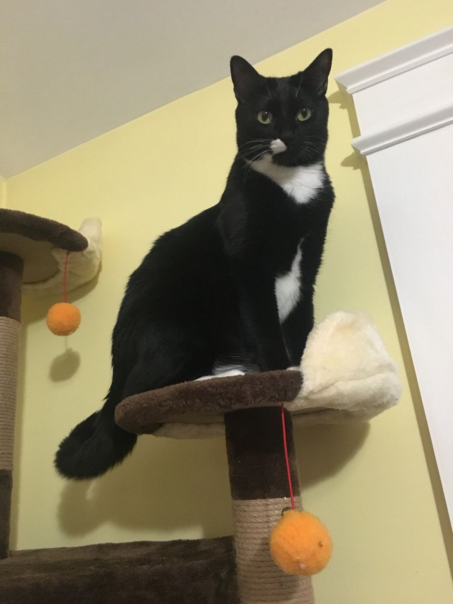 WednesdayAndNik's tweet photo. Iβm surveying my queendom. ~Wednesday πΉπΎ #CatTree #CatsOfTwitter #HousePanther #PanfurSquad #Tuxie #TuxieGang #TuxiesRule #Panfur #TuxedoKitty #TuxiesOfTwitter #BlackCatsOfTwitter #CurlyTail #CatTail #HalfStache #WednesdayAndNikolai #RescueCats #CeilingCat #BestCats #QueenCat https://t.co/m2TNechUj5