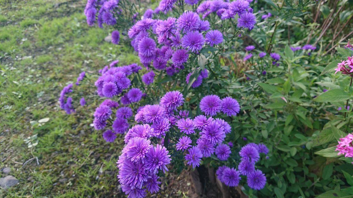 Araseitou 宿根アスター ビクトリアファニー 花 宿根アスター 庭の花 宿根アスタービクトリアファニー