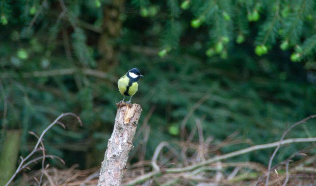 Vogelbosje in Elspeet komt er alsnog ELSPEET – De vergunning voor de aanleg van een houtwal en een vogelbosje op een perceel aan de Bosrand in Elspeet kan alsnog in stand blijven. Wijnand Kooijmans In 2017 werd voor... twib.in/l/bgLMBpXoExkd
