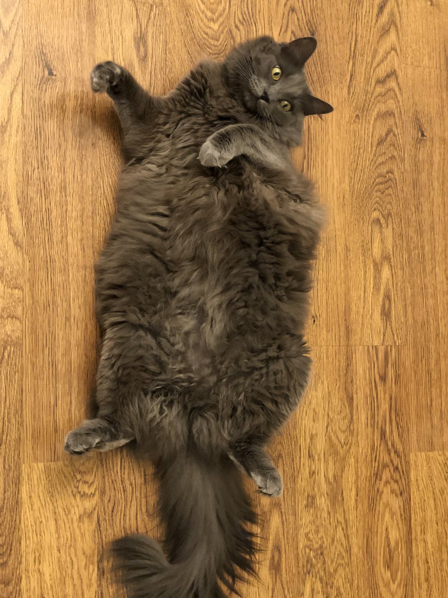 Davidcgalloway's tweet photo. Something is wrong with my cat. #beansthecat https://t.co/xSvJXOrleM