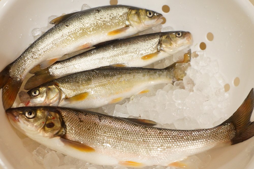 ばいにゃこさん 富山県のご当地キャラ 売薬さん ウグイが沢山釣れた 塩焼きにして食べた 嘔吐して お腹下して 舌が痺れとる 環水公園のお魚はオススメできないぞい