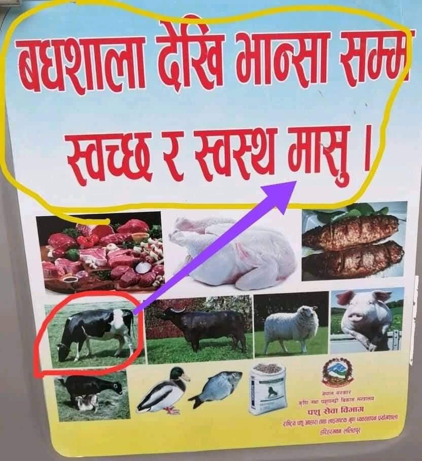 धर्म निरपेक्षिय देशमा मासु खाने चाड दशैको मौकामा सरकार आफैले समाबेसी मासुहरुको बिज्ञापन निकाले छ, अब क्रमश सुधार आउँदै
