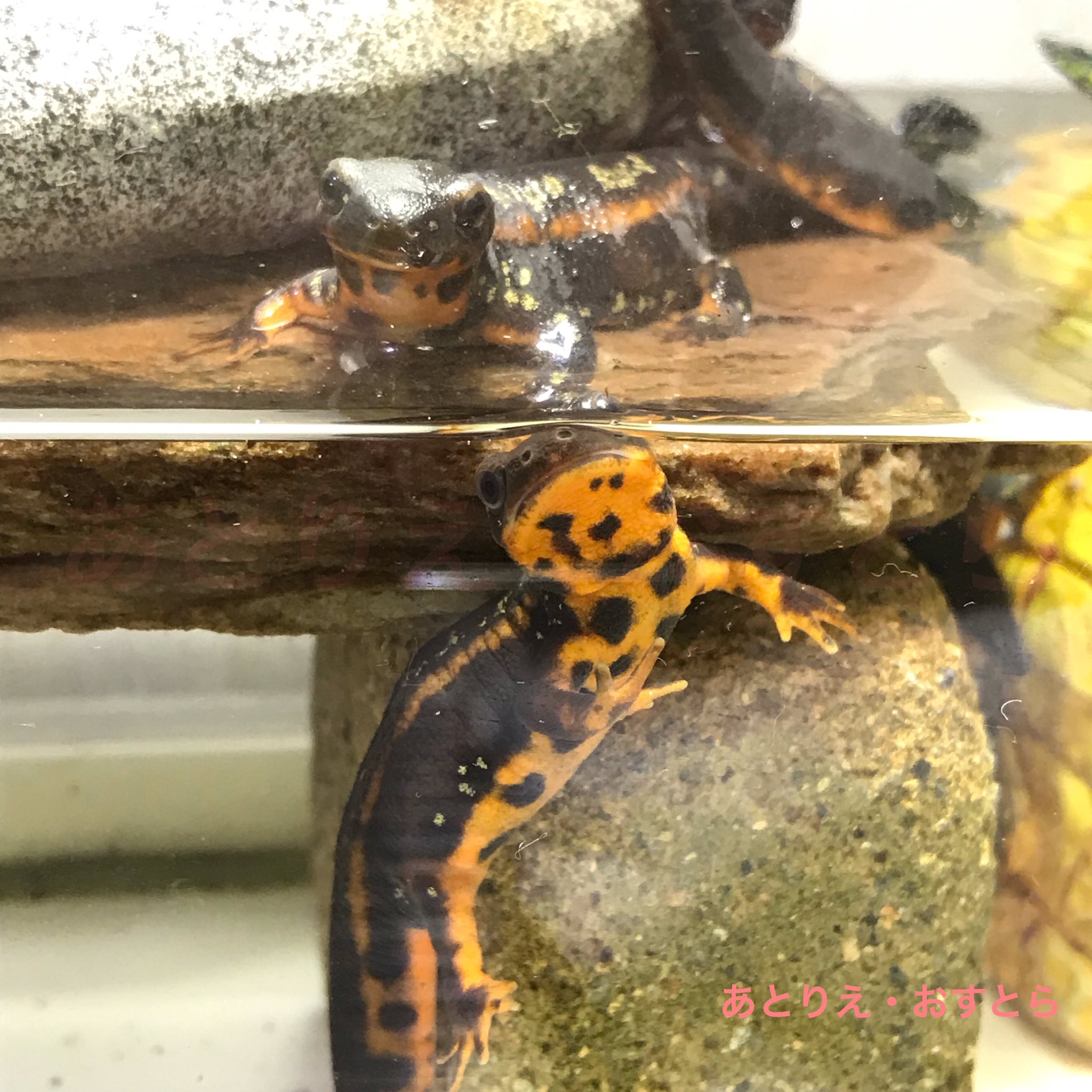おすとらこーだ イモリを飼う貝形虫 على تويتر 陸地のイモリと水中のイモリ おやすみなさイモリ おすとらこーだ イモリを飼う貝形虫 على تويتر 陸地のイモリと水中のイモリ おやすみなさイモリ