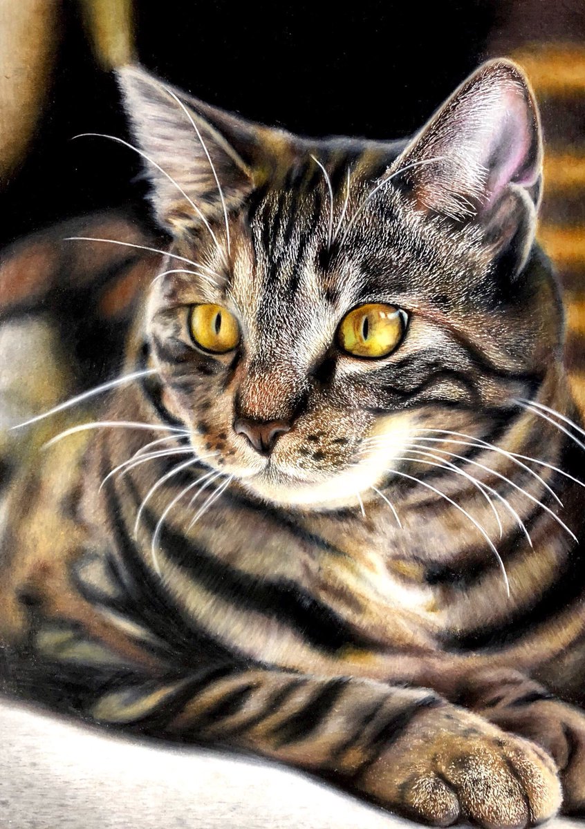 #新規フォロワーさん向けに過去作を上げてみる
にゃんこの色鉛筆画(･∀･)