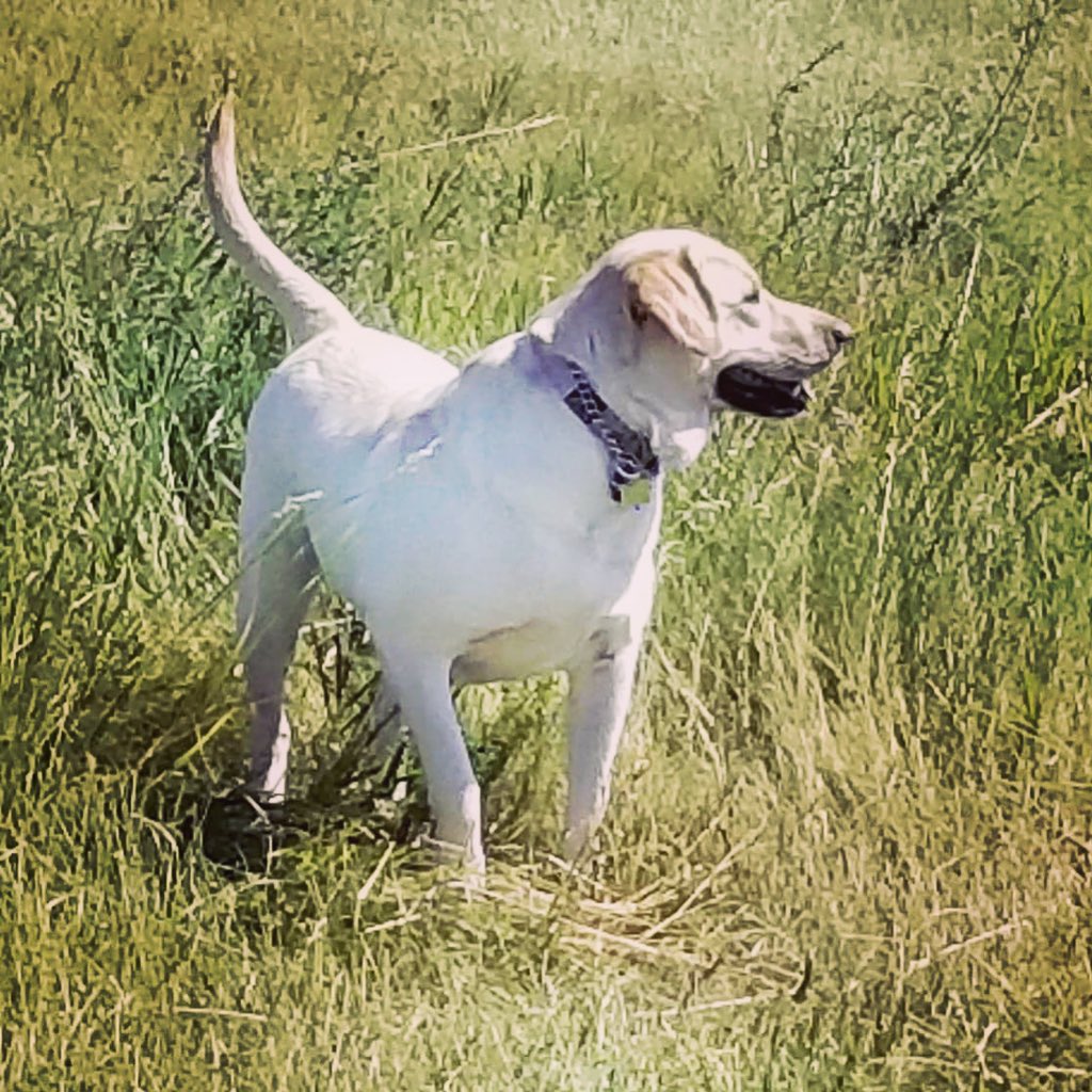 AntlerPoint's tweet photo. Bring ‘me up, Liberty! (Ruger x Minx). Liberty on point - ready for the upcoming season! #apgundogs #antlerpointgundogs #yellowlab #birddog #huntingdogs #waterdog #gundoghunting #gundogs #labradorretriever https://t.co/2hX4psBvNa