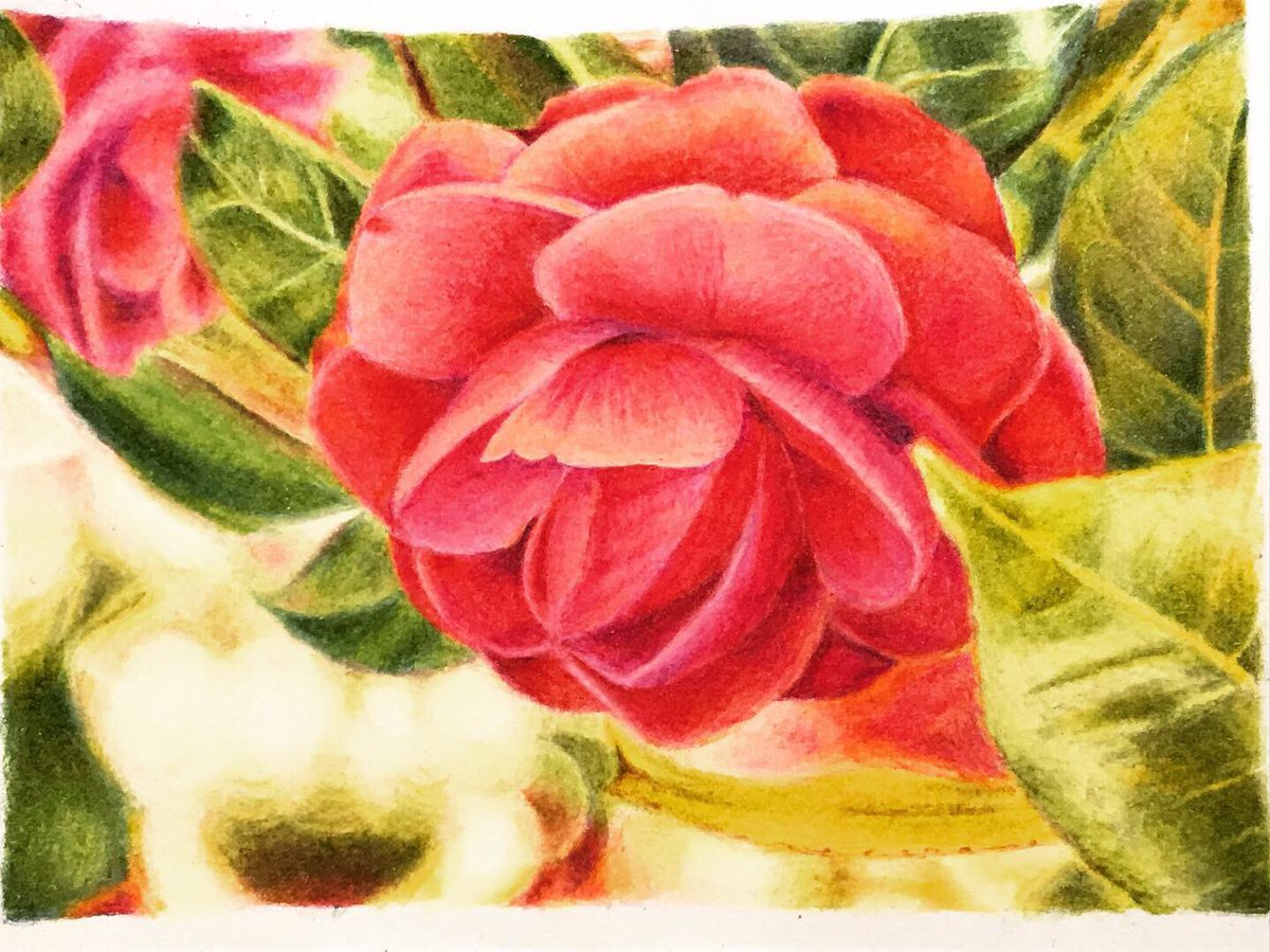 八重椿 八重椿