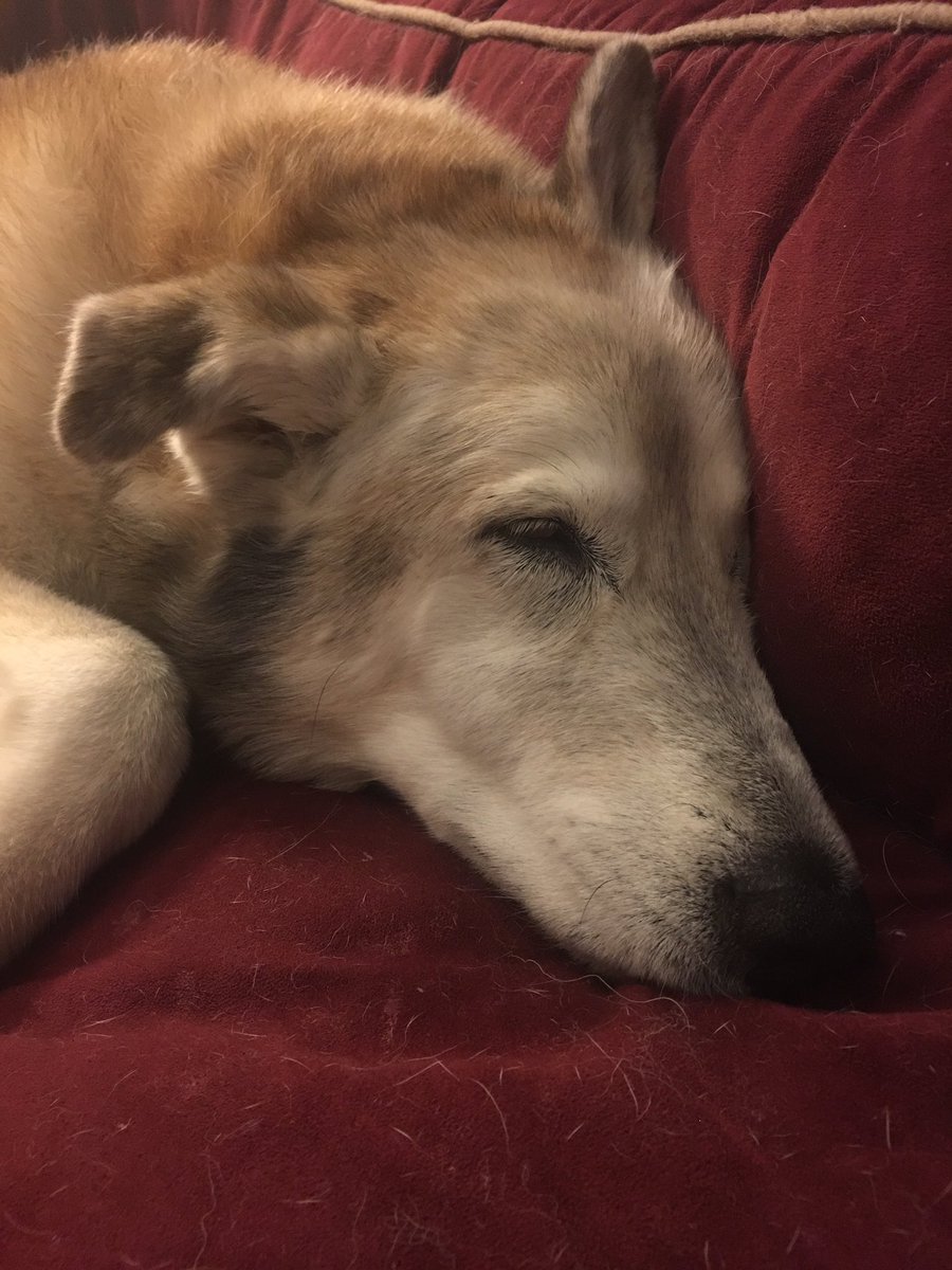 I call this Lady in repose...pretty as a picture even when sleeping! ❤️💗🐕😴 #seniordog #huskymix #labmix #huskylab #dogsoftwitter #Lovemydog #dogmom #dogsarefamily #dogsarejoy #dogsarelove #bestdogever #lovedogs
