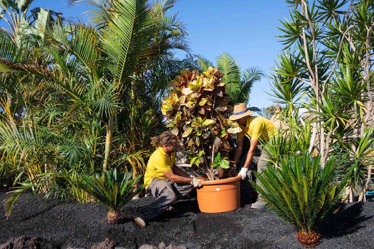 GardenCenterFtv's tweet photo. ¿Buscas tu #jardín ideal? ¡Nosotros te ayudamos!
Nos ocupamos de diseñar y construir #parques, #jardines y cualquier otro proyecto de #paisajismo y también de su posterior mantenimiento y restauración.
¡Pregunta sin compromiso!  🍀
#viveros #garden #gardencenter #fuerteventura https://t.co/es3i0X7L9K