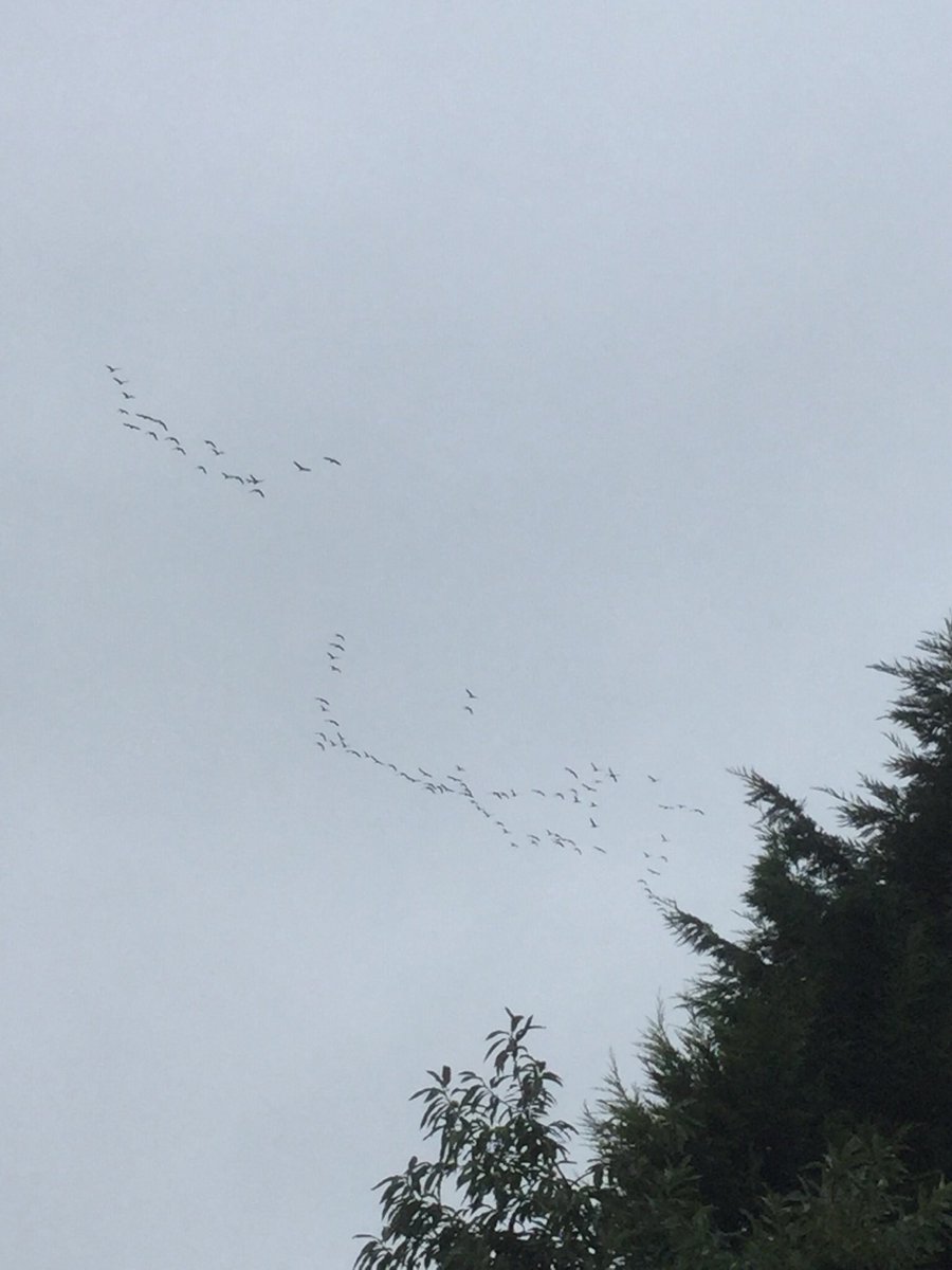 MccaffreyCo's tweet photo. Hard to estimate numbers as parties of Pinks spread towards Ferriby in the west and west Hull to the east, mobile camera shots only https://t.co/5ESxI4giM7