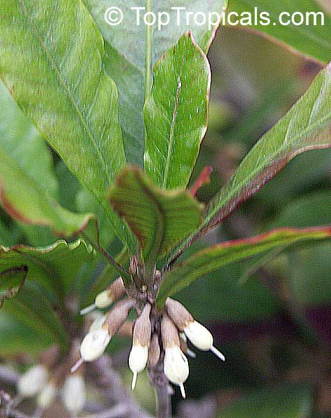 arbolespe's tweet photo. #Fruta milagrosa (Synsepalum dulcificum) #MagicBerry , familia Sapotaceae, árbol perenne, pequeñas flores blancas, bayas elongadas color rojo, originaria de África, capacidad de volver dulce los alimentos amargos y agrios . Propiedades medicinales excepcionales, uso en diabetes https://t.co/SdgIGpkVb3