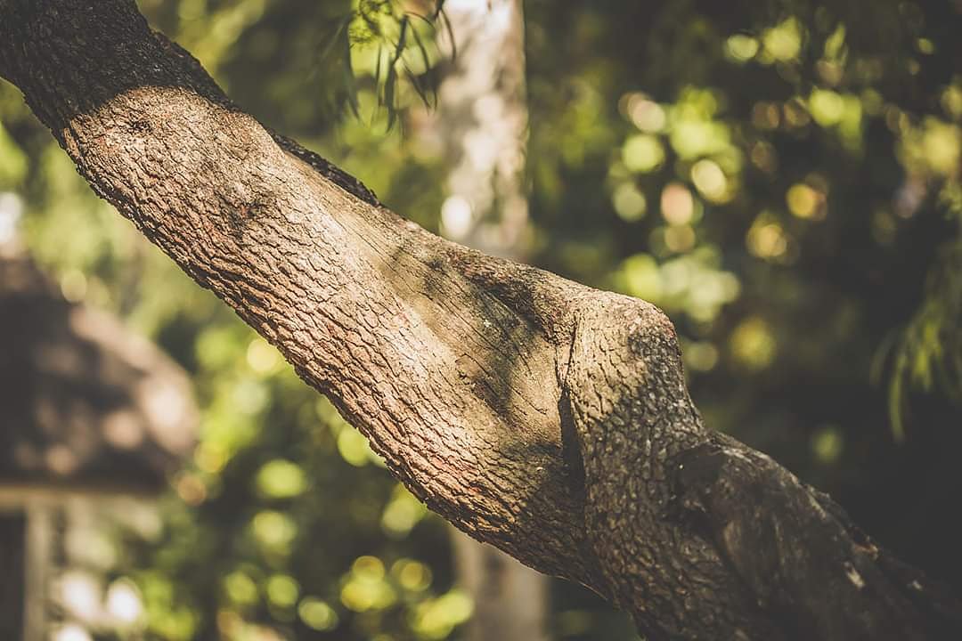 TangledTree's tweet photo. Jean Retief planted many trees in her day, each with a unique story. Back in 1998, in an interview with SA #Garden & Home, she shared that the #story of her & husband Hennie’s #TangledTree was her favourite. https://t.co/rcTZiP2kIc
#HeritageDay #TangledTreeWines #tastesunshine https://t.co/ndyLfamrKb