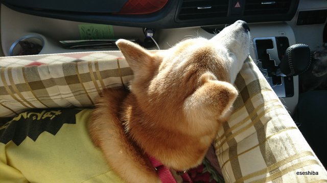 もも 犬の後頭部にはいとおしさと夢と希望と明るい明日とかいろいろ詰まっている 犬の後頭部 T Co Nu3hmgere1 Twitter