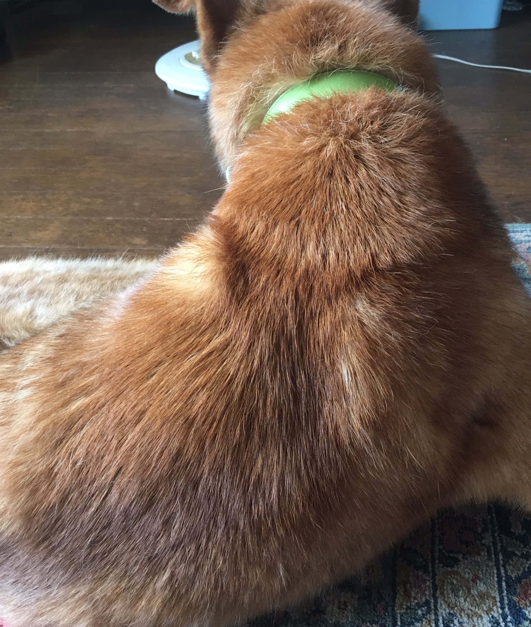 もも 犬の後頭部にはいとおしさと夢と希望と明るい明日とかいろいろ詰まっている 犬の後頭部 T Co Nu3hmgere1 Twitter