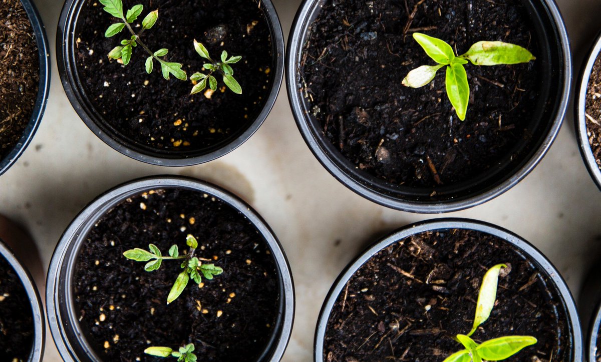 We have the best quality plants, trees &amp; shrubs at wholesale prices - all can be delivered or collected from our Stokesley nursery! 🌳 🌲 Get in touch to find out more!

📍 Station Nurseries, Stokesley, TS9 7AB