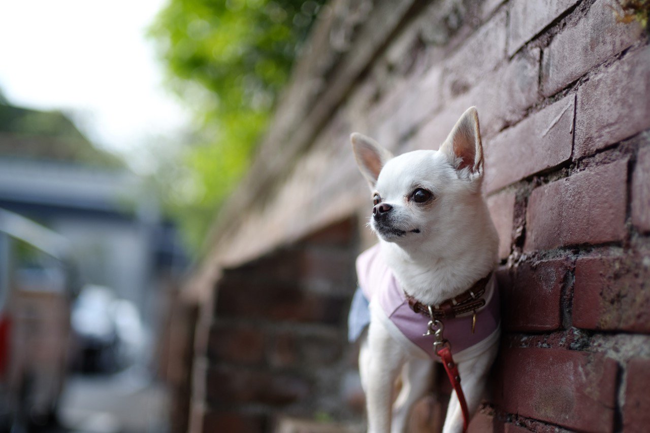 犬めくり22 好評発売中 Auf Twitter 犬めくり おかわり ニウ 9月21日 22日掲載 お彼岸にお墓参りに行った おはぎ食べたいな Inumekuri 犬めくり 犬カレンダー 犬好きさん 犬 お彼岸 お供え 法要 お墓参り 極楽浄土 先祖供養 悟り