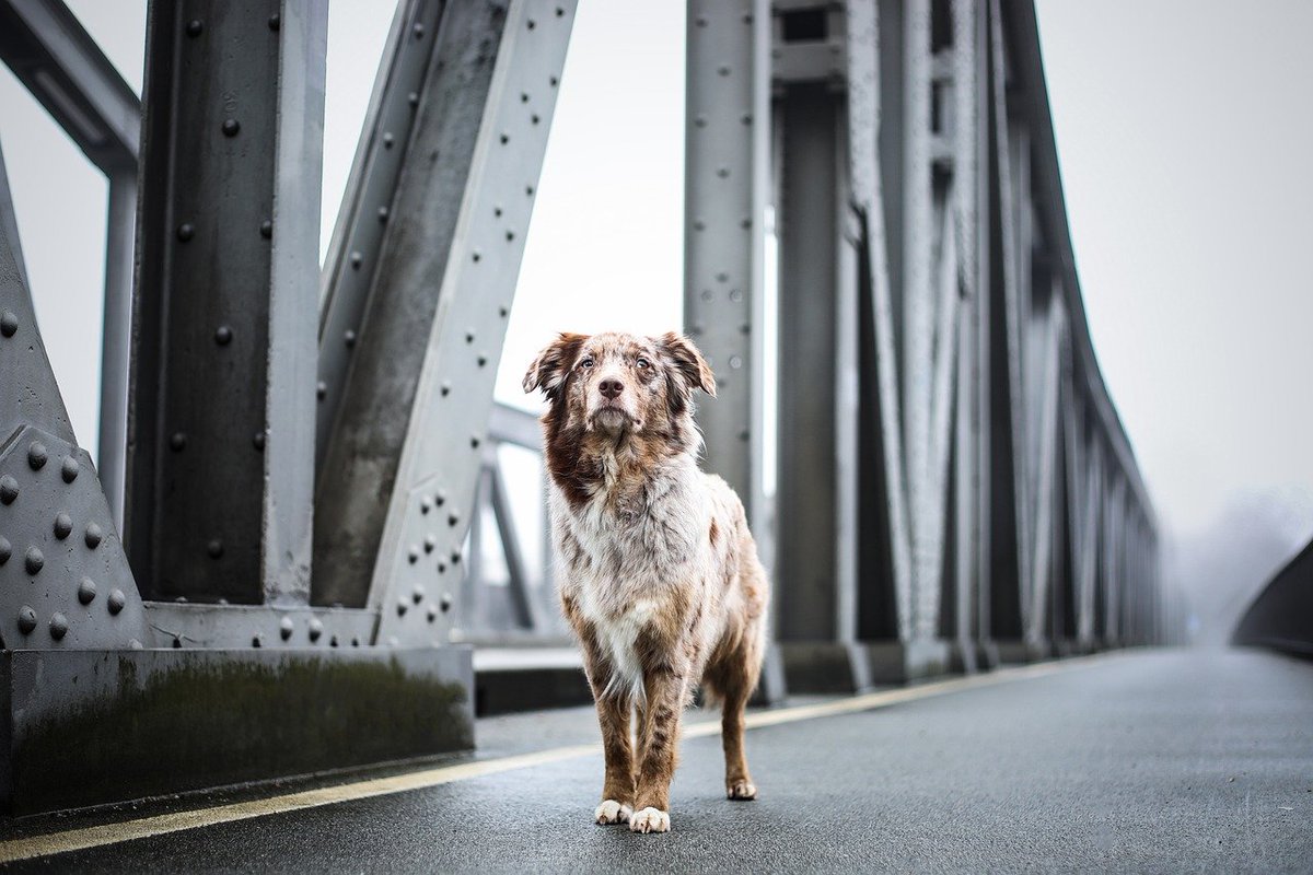 atbags_at's tweet photo. Just like human fingerprints, no two dog’s nose prints are alike. 🙂🐶 #love #travel #explore #interesting #facts #city #travelmore #wanderup #adventure #dog #usa #architectur https://t.co/d5II1TbtDk
