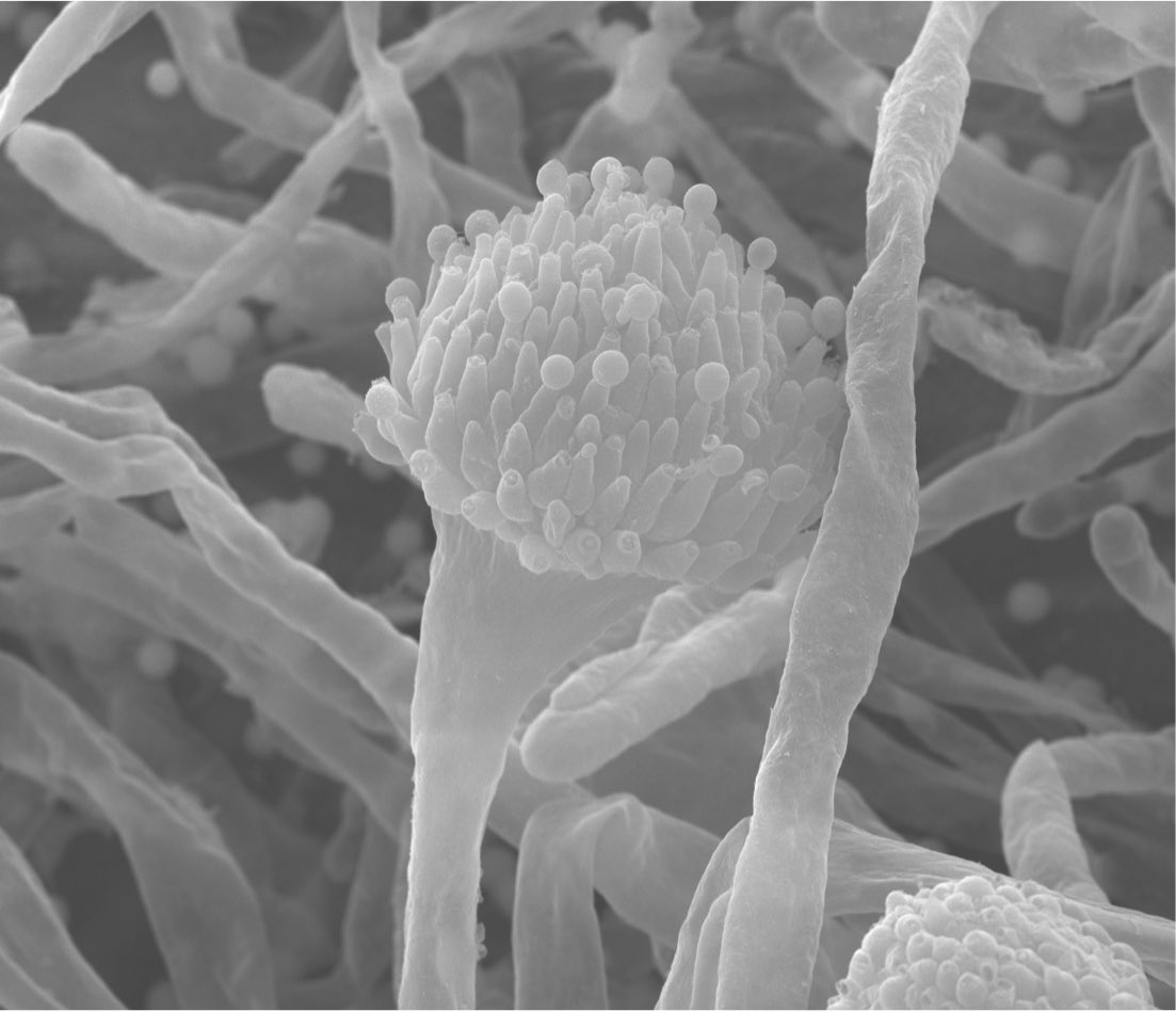 Day 2 of #FungalAwarenessWeek. #Aspergillus fumigatus is the causative agent of ABPA (4.8 million), CPA (3 million) and invasive #aspergillosis (300,000)
We have a limited arsenal of antifungals and resistance is on the rise. <a href="/CDCgov/">CDC</a> 

Image by me📸