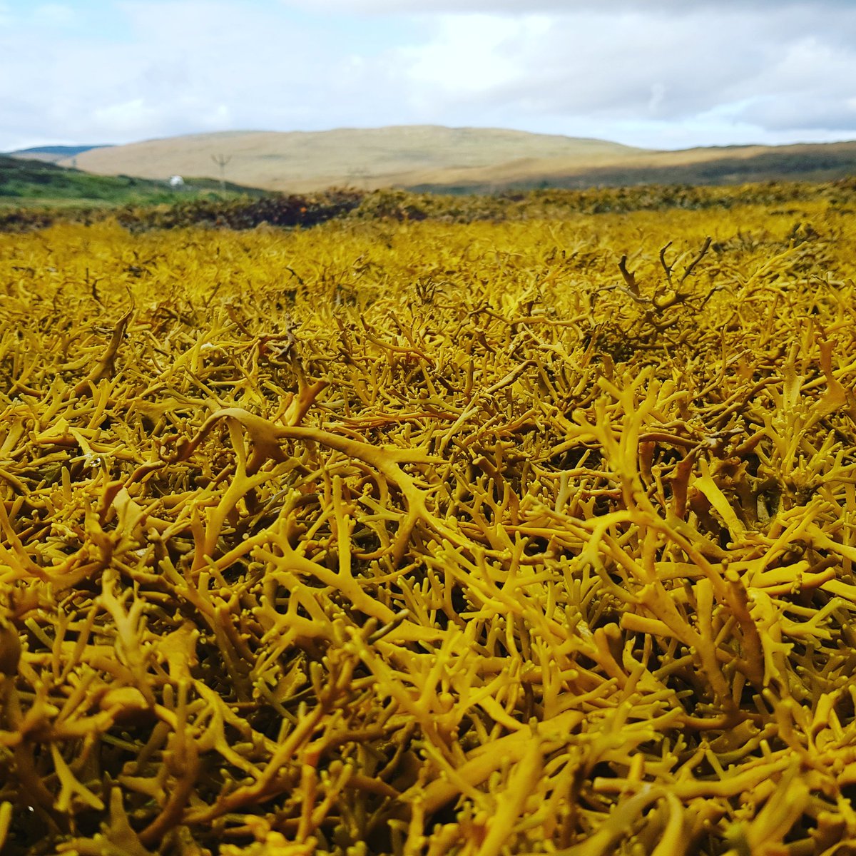 Beautiful thick bed of Channel Wrack! It'll grow like this in calm waters.

#skyemade #skyetime #isleofskye #skye #seaweed #skincare #natural #handmade #scotland #sustainable