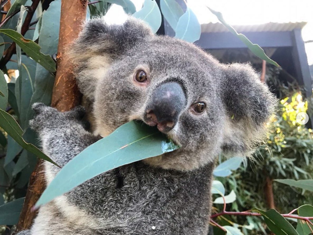 I think Gumnut has bitten off more than he can chew!🤭🐨 #wildlifeoftimfaulkner #seeaustralia #newsouthwales #koala