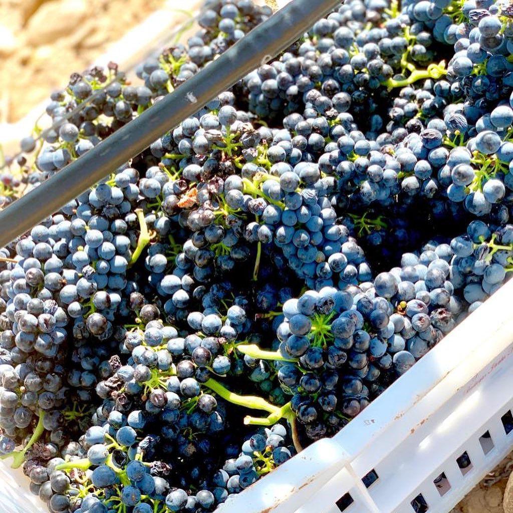 Vendimia de nuestra uva Syrah, fruta potente, que aporta estructura y valor a nuestros coupages, de intenso aroma a fruta negra madura. #Vendimia2019 #PagodeCirsus